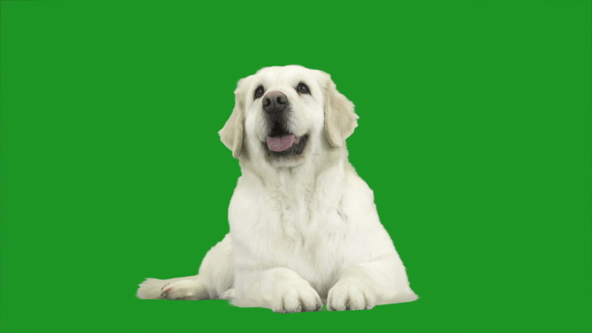 Dog lies and looks on  green screen