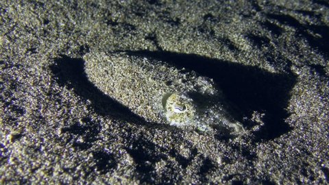 Expressive shot: Common cuttlefish (Sepia officinalis) buried in a sandy bottom in side lighting.