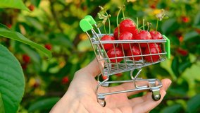 A woman's hand holds a mini shopping trolley in the hand and carries cart along the cherries trees garden on natural sunny background .Summer vitamin C fruits ,fruits in supermarket ,juice advertising