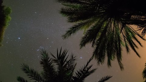4k night time timelapse of the stars through palms in the sahara desert