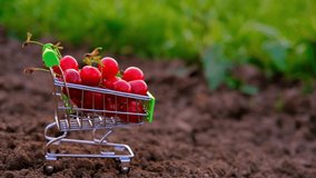 Woman's female hand puts a red ripe cherry to the shopping trolley of cherries. A cart with cherries stands on the ground against a natural green background in the garden .Summer vitamin C fruits