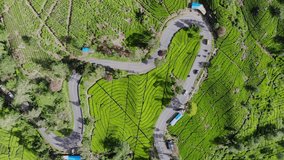 Street in the middle of tea garden Aerial Shoot 4K