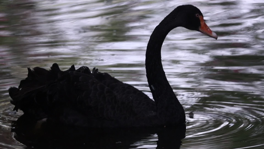 Black swan (Cygnus atratus) is swimming 120fps slow motion | Shutterstock HD Video #1075749782