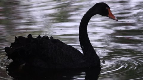 black swan (Cygnus atratus) is swimming 120fps slow motion