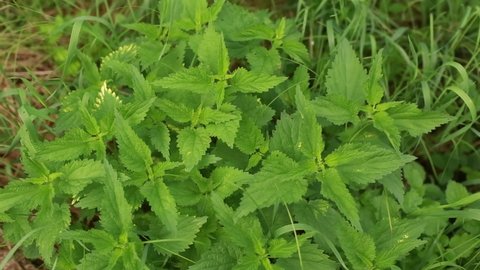 Common nettle, stinging nettle, or nettle leaf is an herbaceous perennial flowering plant. Wet nettle after a little rain.