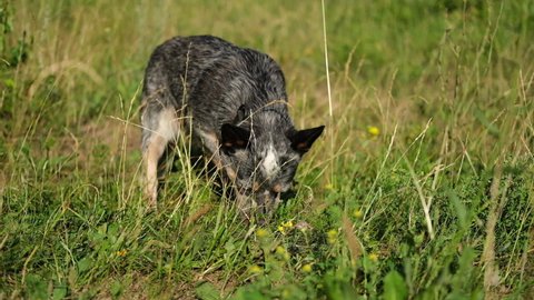 Australian blue heeler dog sniff grass looking for eat