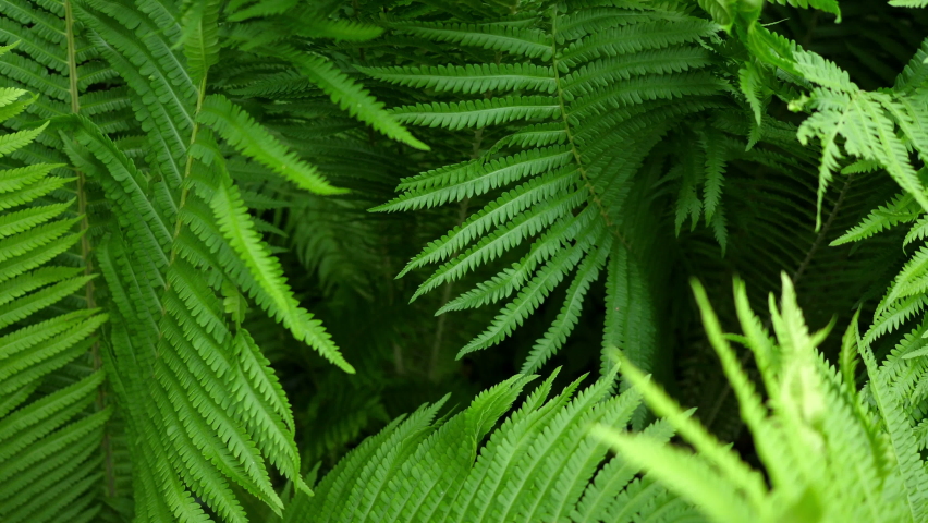 Ferns in the wind.
Video footage of ferns in a wind. Royalty-Free Stock Footage #1075755302