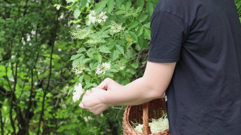 Handheld shot of a Caucasian young man picking the elderflowers and putting them in a wicker basket