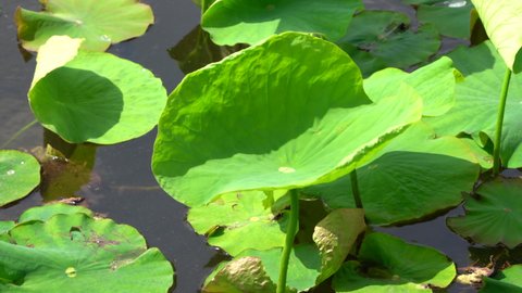 The lotus leaf at pond in Japan.
