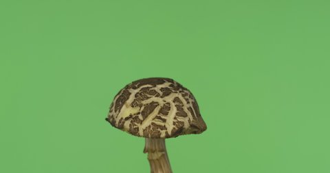 Rotation of the flywheel mushroom. Natural forest mushroom. Flywheel is a genus of edible tubular mushrooms of the boletus family. Isolated on green background.