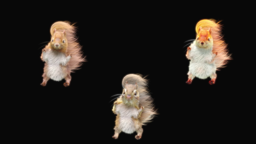 squirrel,White squirrel,chipmunk Dancing CG fur. 3d rendering, animal realistic CGI VFX, Animation Loop, composition 3d mapping cartoon, Included in the end of the clip with Alpha matte. Royalty-Free Stock Footage #1075762454