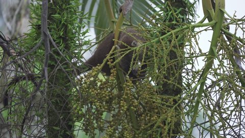 White-nosed Coati (Nasua narica) eat fruit from a palm tree