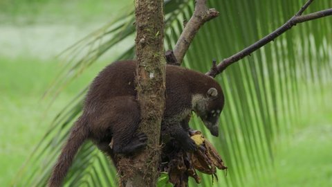 White-nosed Coati(Nasua narica) eat bananas