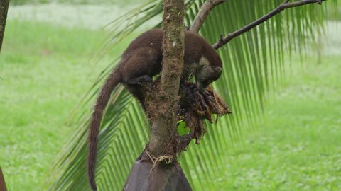 White-nosed Coati(Nasua narica) eat bananas