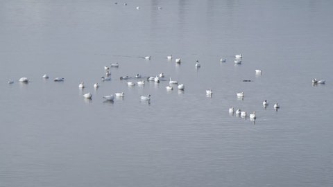 Snow geese on the river during their migration