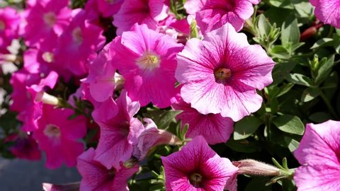 Flower name: Petunia. Pink flowers on a blurred background.