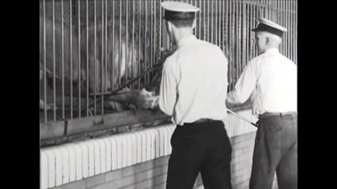 CIRCA 1930 - Zookeepers feed raw meat to lions at the zoo in Detroit, Michigan.