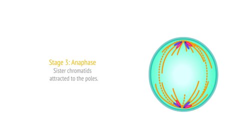 Stages of Mitosis phases animation. Cell division stages diagram. Anaphase, telophase, metaphase, pro metaphase, prophase, cytokinesis steps footage. With explanations. Draw, illustration video