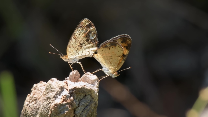 Pearl Crescent butterflies mating on top of a dry stick in bright sunshine; female on left and male on the right side