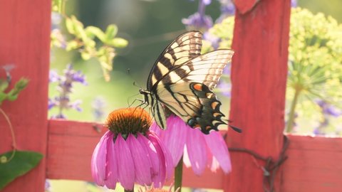 Eastern Tiger Swallowtail butterfly pollinating a Purple Coneflower, backlit by summer sun