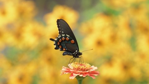 Battus philenor, Pipevine swallowtail pollinating a light orange Zinnia flower with a sea of yellow blooms on the background