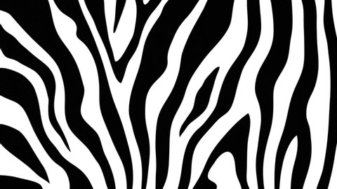 Simple zebra print motion background. This black and white striped animal print background animation is full HD and a seamless loop.