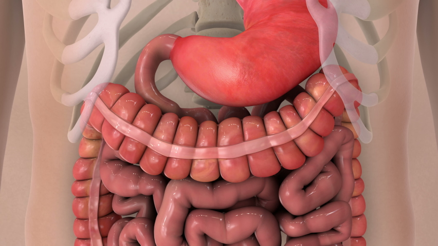 IBS Irritable Bowel Syndrome 3D rendering animation Royalty-Free Stock Footage #1075781414