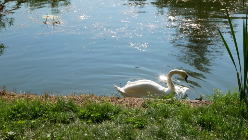 Swan pair and their cygnets are swimming and feeding on aquatic plants and insects on a sunny summer day. Family of swans | Shutterstock HD Video #1075782158