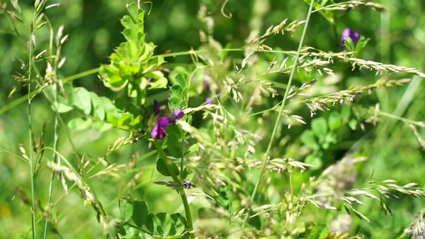Walk in nature, close-up on a common vetch, pretty pink and purple flower, heckled by the wind, on a beautiful spring day