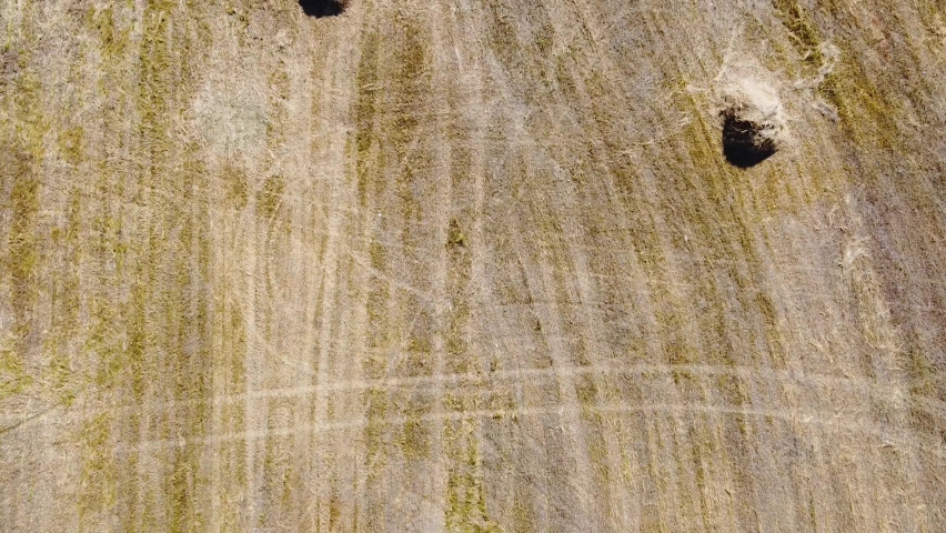 Mown grass in a meadow