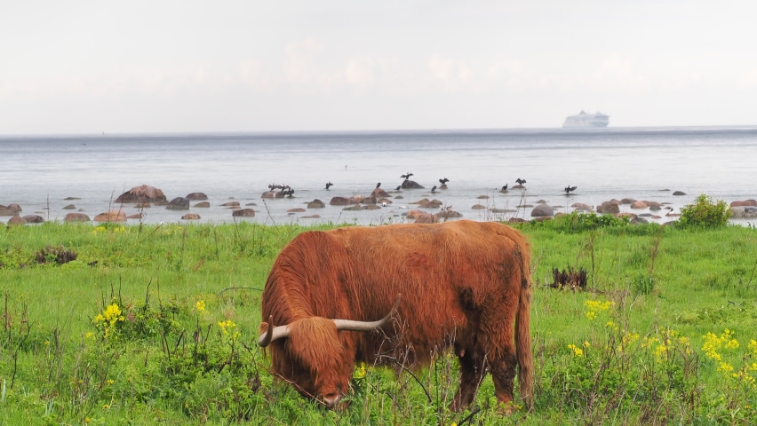 Buffalo, animal wildlife. Head with horns. Buffalo bull concept. big bull. bison closeup. Furry brown. Natural Habitat 