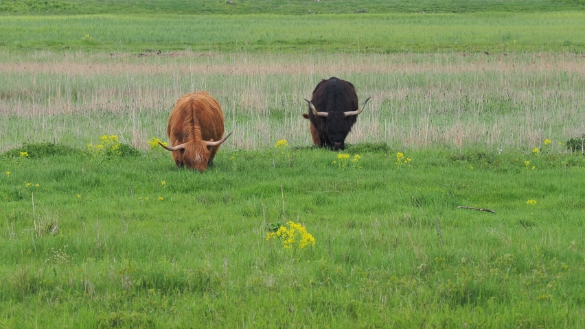 Buffalo, animal wildlife. Head with horns. Buffalo bull concept. big bull. bison closeup. Furry brown. Natural Habitat 
