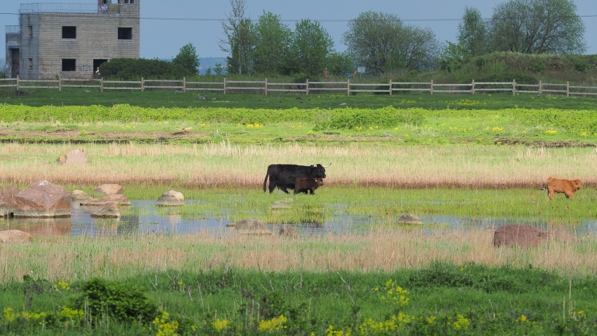 Buffalo, animal wildlife. Head with horns. Buffalo bull concept. big bull. bison closeup. Furry brown. Natural Habitat 