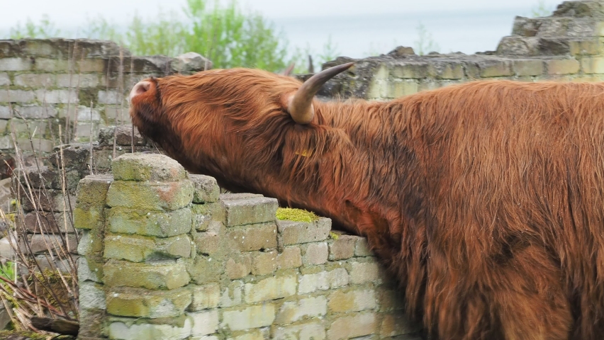 Buffalo, animal wildlife. Head with horns. Buffalo bull concept. big bull. bison closeup. Furry brown. Natural Habitat 