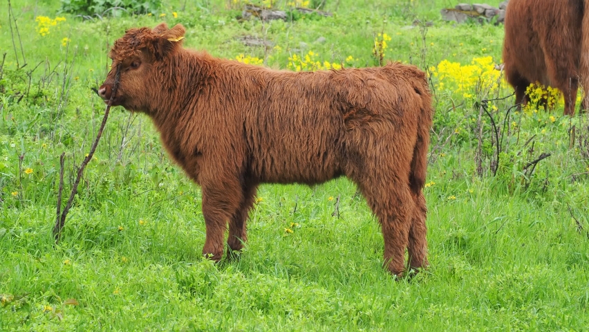 Buffalo, animal wildlife. Head with horns. Buffalo bull concept. big bull. bison closeup. Furry brown. Natural Habitat 