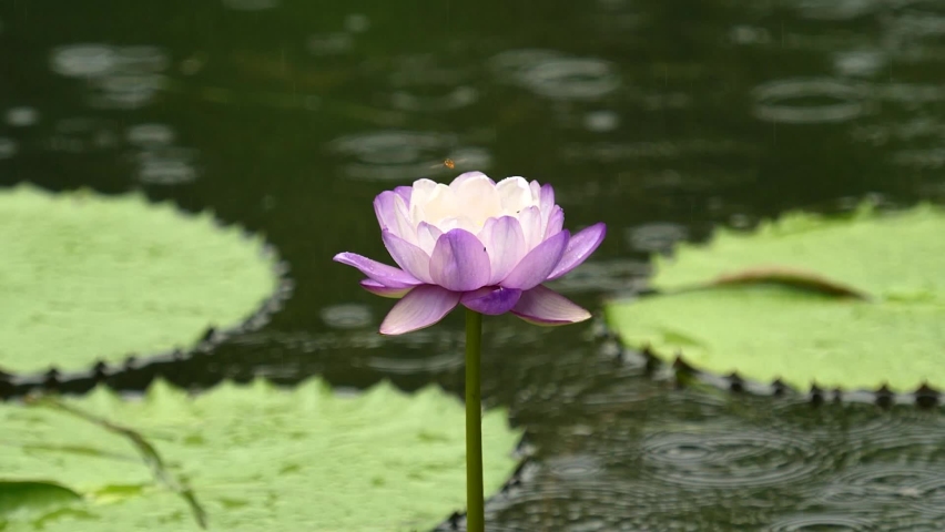 Beautiful purple water lily on peaceful pond with rains falling on water, tiny bee flying over it, slow motion b roll footage. | Shutterstock HD Video #1075791818