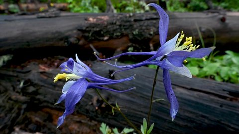 Two Colorado Blue Columbines, the state flower, in the Comanchee Peak Wilderness, Colorado, USA