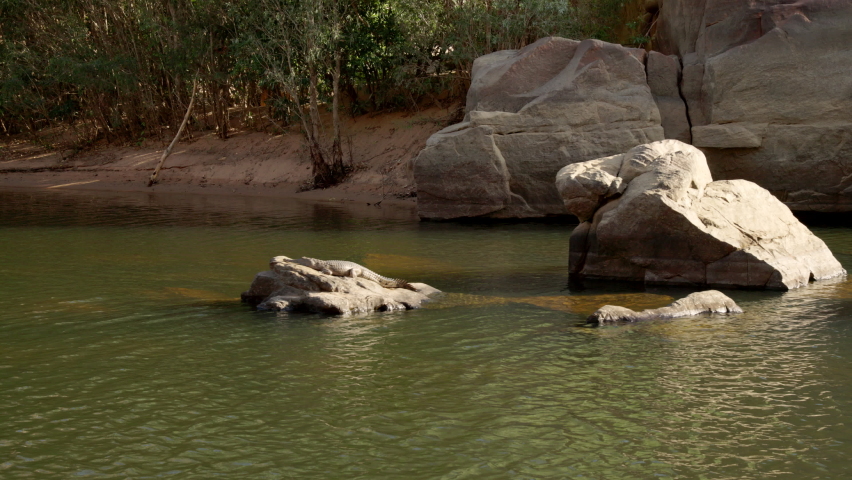 tracking shot of a freshwater crocodile sunning itself on a rock at katherine gorge of nitmiluk national park in the northern territory Royalty-Free Stock Footage #1075792997
