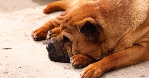 Close up Of A Brown Shar Pei Dog Lying And Sleeping On The Floor.