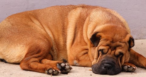 Meat-mouth Shar Pei Dog Sleeping On The Ground. - close up