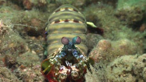Smashing Mantis Shrimp (Odontodactylus scyllarus) starring at camera an making a 180 degree turn on the coral reef