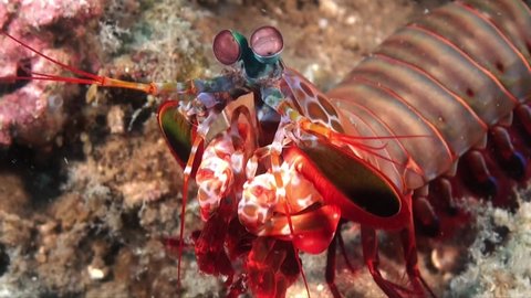 Smashing Mantis shrimp (Odontodactylus scyllarus0ing it's feet, close up shot
