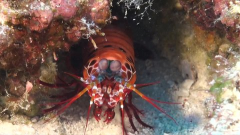 Mantis shrimp (Odontodactylus scyllarus) cleaning itself close up shot
