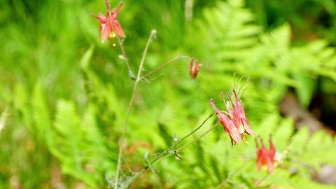 Closeup clip of young Eastern Red Columbine, Wild Columbine - Aquilegia canadensis, wildflower blossom growiwng wild in a Minnesota forest.