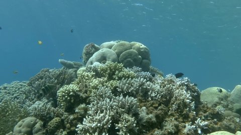 Camera moves around the coral reef. Colorful tropical fish swims on beautiful coral reef in shallow water. Underwater life in the ocean.  