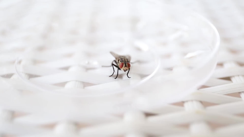 Common fly on a white chair, macro flies. A small common housefly insect macro video footage on a white chair.