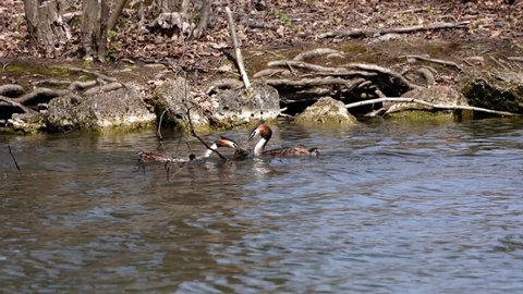Couple of Great Crested Grebe, Podiceps cristatus building their nest. Bird with beautiful orange colors, water bird with red eyes. It is the largest member of the grebe family found in the Old World.