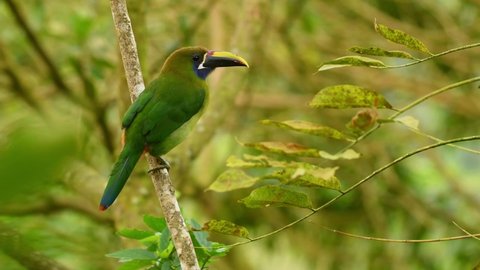 Emerald Toucanet - Aulacorhynchus prasinus near-passerine bird in the Ramphastidae family occurring in mountainous regions of Mexico and Central America, green toucan on the branch, fly away
