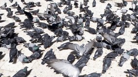 Flock on pigeons doves eat on city street. 4K footage