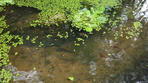Fish in a pond. Small guppy breeds fish swimming in water. Small fish in a pond with water plants.